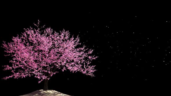 Cherry Blossom 03 Alpha HD