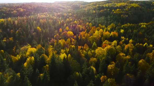 Above the Forest at Fall, Lithuania, Europe