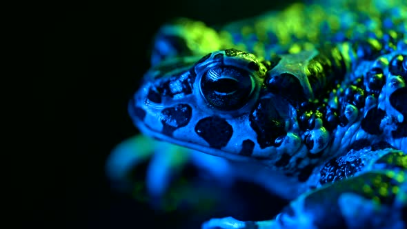 Beautiful Ground Toad Closeup Night Shot Under Blue Neon Colorful Light alt