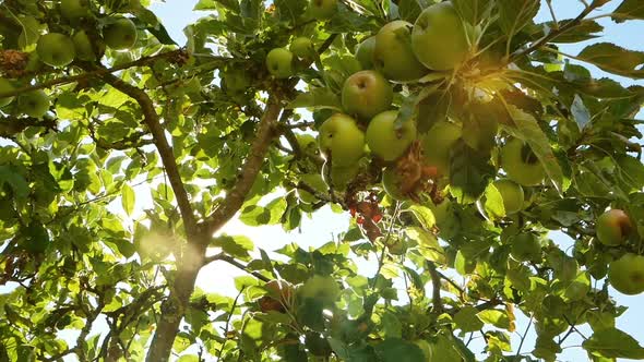 Apple Tree in Bright Sunlight