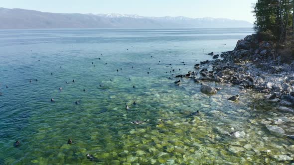 Seal Nerpa Swim on Coast of Freshwater Lake Baikal Aerial Drone View