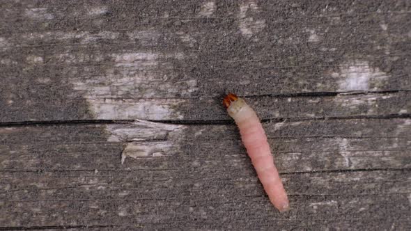 Mammal Worm Crawl on Wooden Background alt