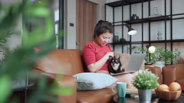 asian female working hand typing laptop with black chihuahua dog on sofa together