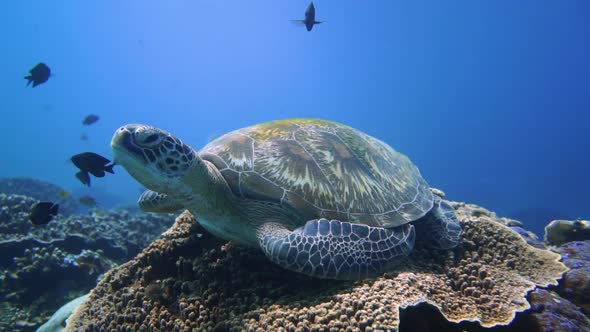 A big green turtle are sitting on top of a sea mount and resting alt