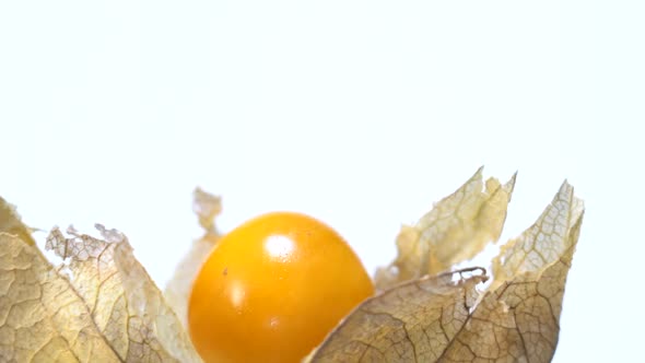 Physalis