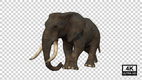 Elephant Walking Angle View alt