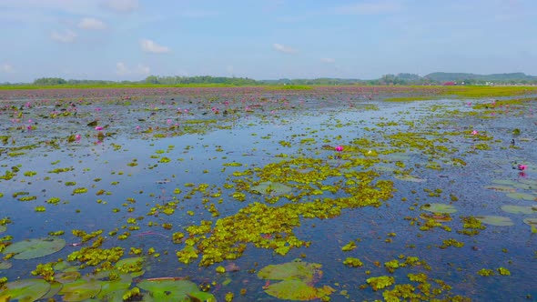 Aerial top view of pink lotus flowers in pond, sea or lake in national park in Thale Noi alt