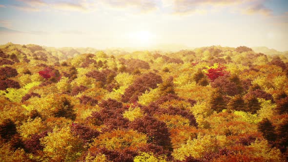 Aerial Over Autumn Forest At Sunset