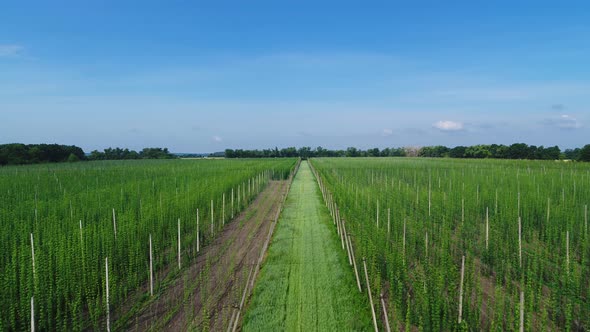 Hop Field Aerial Panorama View alt