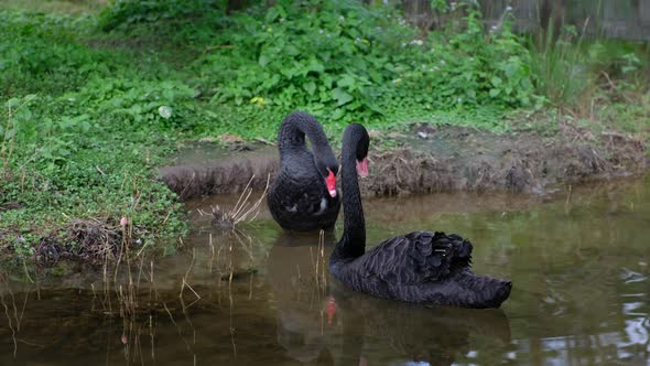 Two black swans swimming in the lake