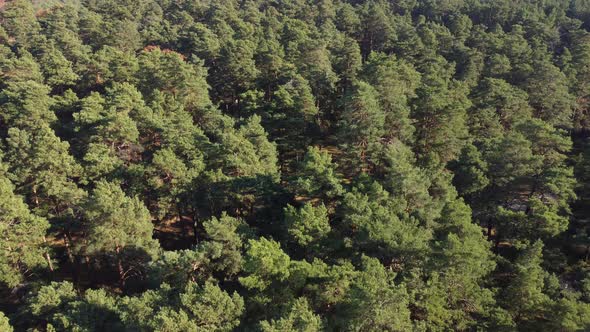 Top down view of green forest, woodland aerial shot. Drone fly over pine trees and green treetops. 