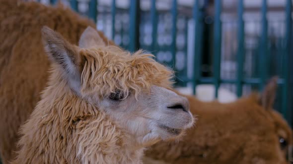 Portrait of Brown Alpaca at Agricultural Animal Exhibition- Close Up View