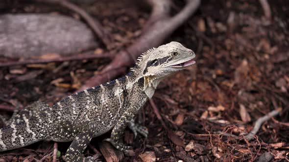 Australian Eastern Water Dragon eats a worm then looks at camera alt
