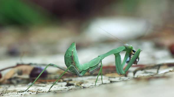 Praying Mantis