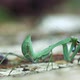 Praying Mantis - VideoHive Item for Sale