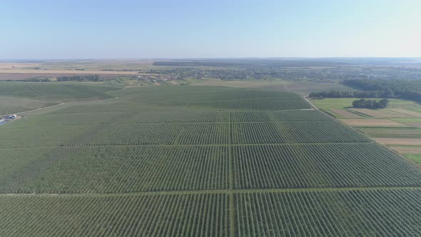 Aerial view of agricultural fields alt