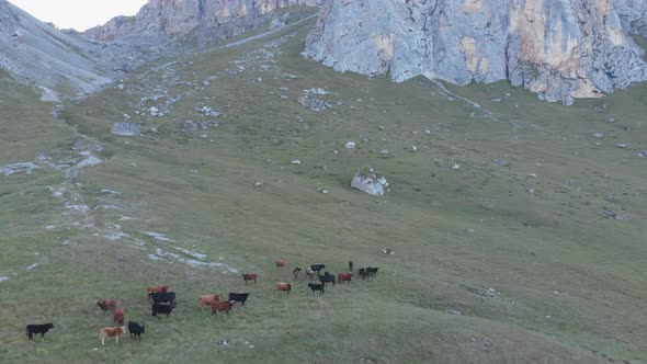 Aerial Shot of a Herd of Cows Grazing in the Mountains alt
