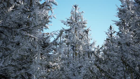 Winter Calm Forest at Sunny Day alt