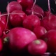 looped rotation of a slide of fresh unwashed radishes - VideoHive Item for Sale