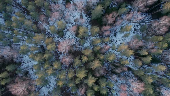 AERIAL: Rotating Top Shot of Vast Forest in Early Spring with Snow on Forest Floor
