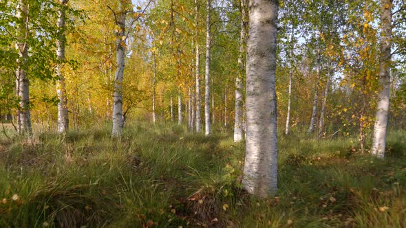 Camera Moving Through Autumn Birch Forest in Finland. Autumn Concept. Walking on Path in Autumn alt