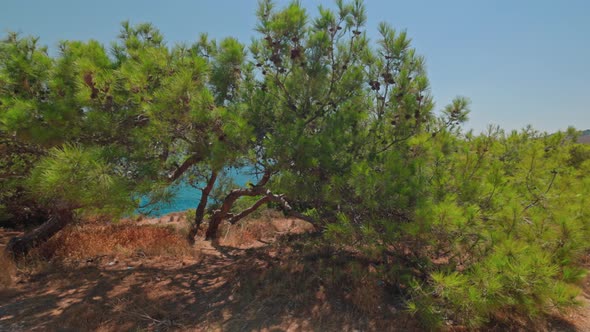 Beautiful view of blue sea water through green dwarf mountain pines on on rocky coast. Greece. alt