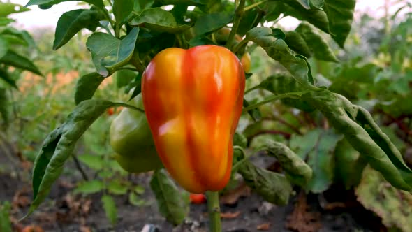 Large Juicy Red Bell Pepper Ripens in the Bed