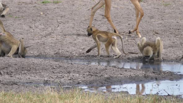 A Troop of chacma baboons drinking from a waterhole alt
