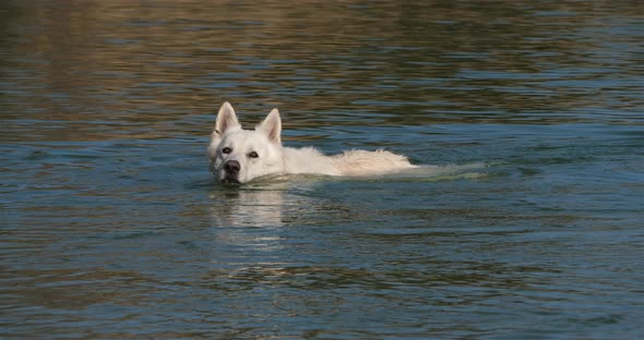 Berger Blanc Suisse or White Swiss Shepherd, domestic dog, (Canis lupus familiaris) alt