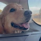 Golden Retriever in Car Trunk - VideoHive Item for Sale