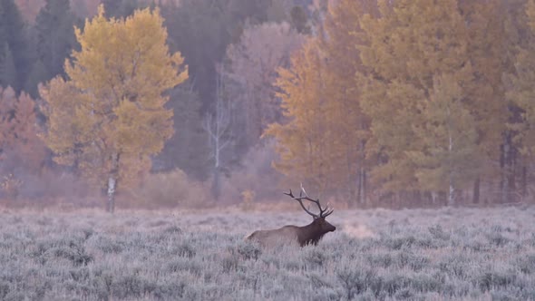 Bull Elk bugling in field with breath from the cold air alt