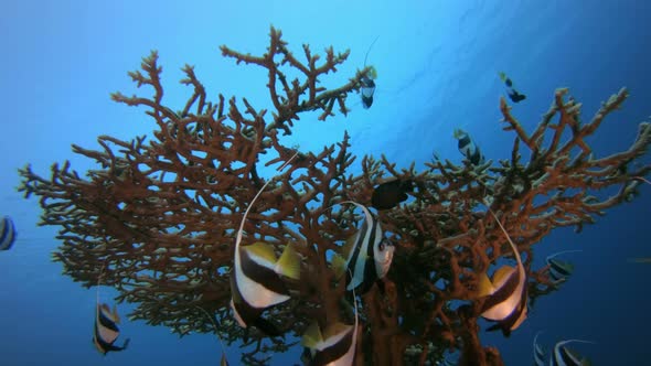 Tropical Schooling Banner-Fish Seascape alt