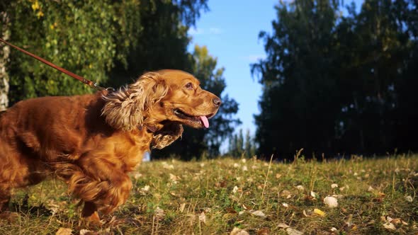 Funny Spaniel with Brown Fur Runs Along Green Lawn Closeup alt