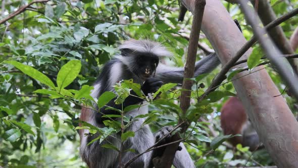 Red Colobus Monkey Sitting on Branch in Jozani Tropical Forest Zanzibar Africa alt