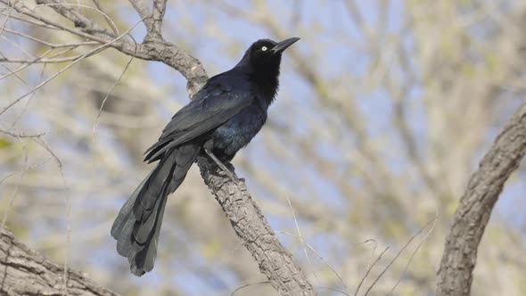 Great Tailed Grackle Perched on Branch Slow Motion