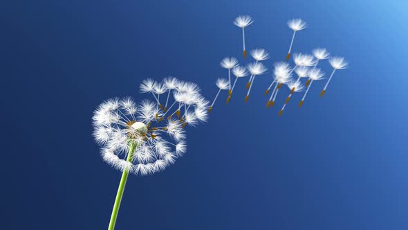 Dandelion Spreads Seeds