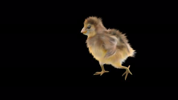 16 Baby Chicks Dancing 4K alt