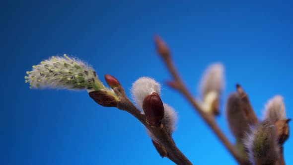 Spring Willow blooms