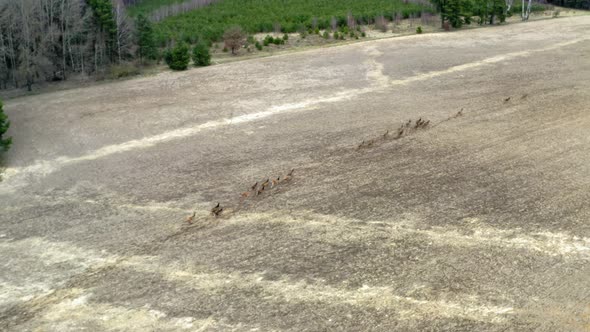 Herd of Deers runing on field, aerial view. Flight over wild animals. Wildlife from above alt