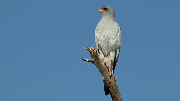 Pale Chanting Goshawk Perched On A Branch alt