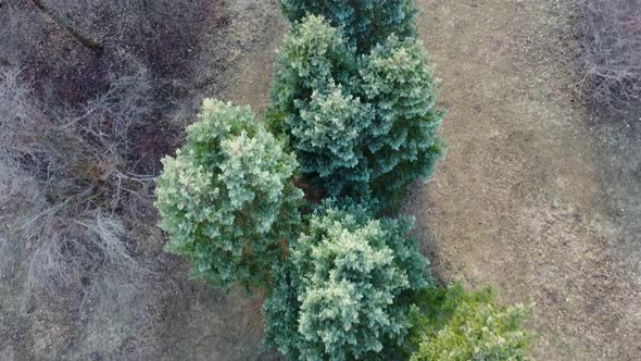Green pine tree fur, botanic look down aerial view