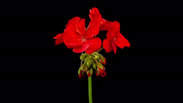 Red Pelargonium Flowers Blooming in Time Lapse on a Black Background. Beautiful Neon Red Geranium alt