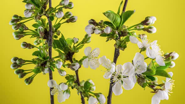 Blossoming Apple-tree Time Lapse on Yellow Background alt
