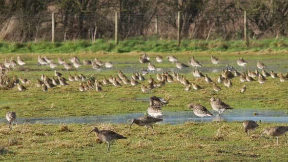 A group of curlews feeding on a flooded field at Caerlaverock wetland centre South West Scotland. alt