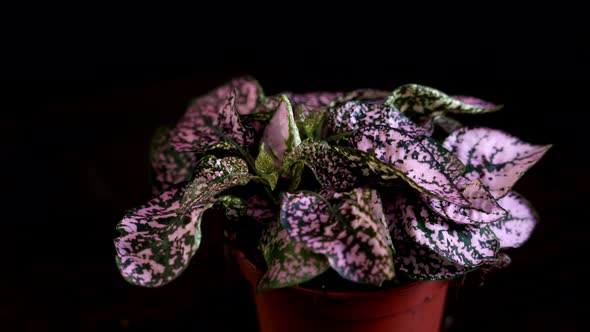 Pink and Green Hypoestes in a Black Studio