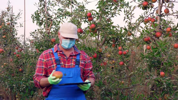 Farmer, Agronomist, in Protective Mask, Inspects Apple Harvest To Avoid Pests, Checks the Ripeness alt