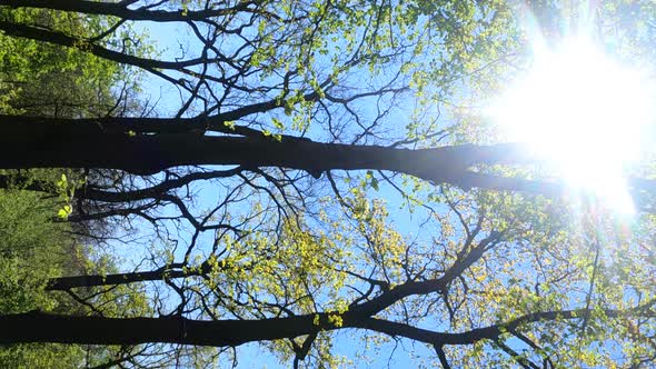 Vertical Video of the Forest in the Spring on a Sunny Day alt
