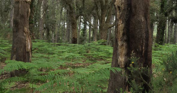 Quercus suber and pine trees, in the Landes forest, Nouvelle Aquitaine, France. alt