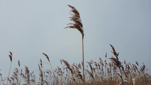 Cold winter day and dry reed flower seeds against snowdrift