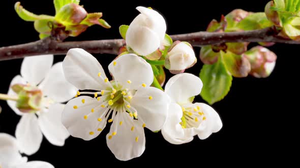 Time Lapse of Blooming Cherry Flowers alt